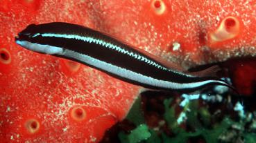 Pseudochromis sankeyi - Gestreifter Zwergbarsch
