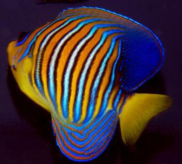 Pygoplites diacanthus - Pfauenkaiser, Rotes Meer