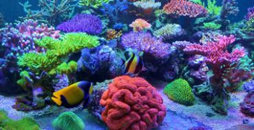 Korallenzucht Zeofood Plus 10ml