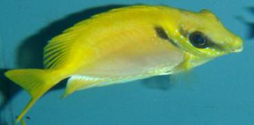 Siganus corallinus - Indischer Korallen Kaninchenfisch