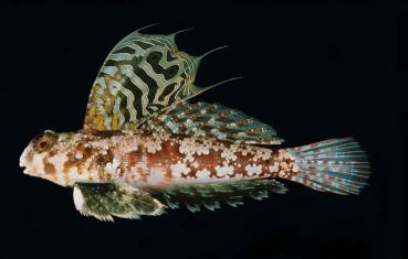 Synchiropus ocellatus - Augenfleck Mandarinfisch Paar