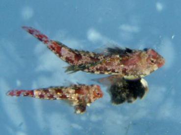 Synchiropus stellatus - Stern-Mandarinfisch