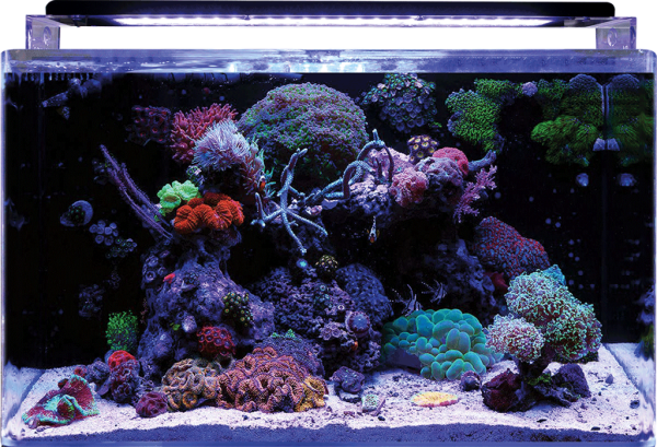 BlueMarine Reef 160 Aquarium