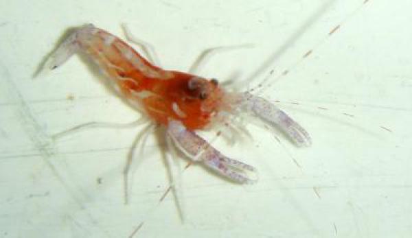 Alpheus armatus - Karibischer Pistolenkrebs