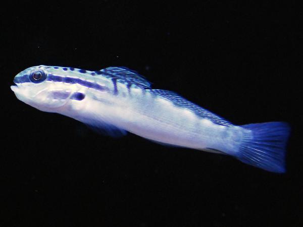 Amblygobius stethophthalmus - Baggergrundel