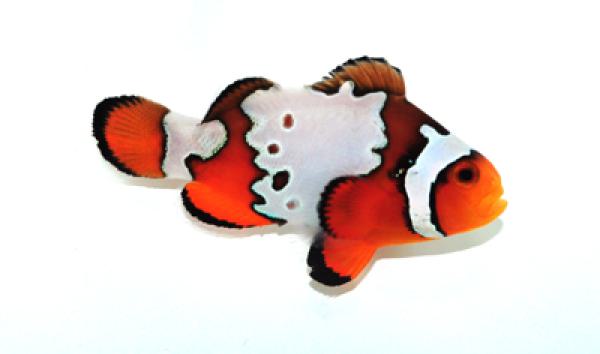 Amphiprion ocellaris - Premium Snowflake