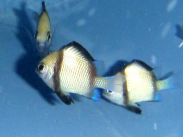 Dascyllus reticulatus - Netz Preussenfisch