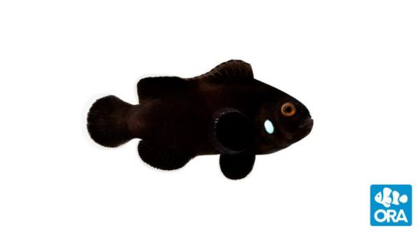 Amphiprion ocellaris Single dot Domino