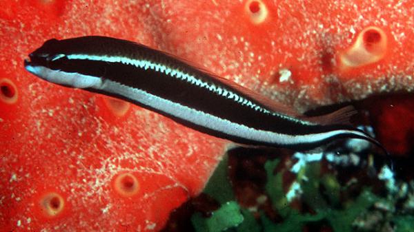 Pseudochromis sankeyi - Gestreifter Zwergbarsch