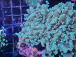 Euphyllia paradivisa Mint Gr. M