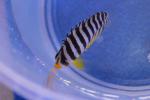 Paracentropyge multifasciata Zebra-Zwergkaiserfisch