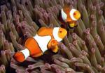 Amphiprion percula - Trauerband-Anemonenfisch