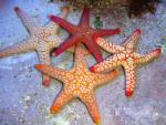 Fromia monilis - Perl Seestern