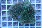 Sarcophyton grün - Pilzlederkoralle