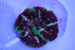 Stychodactyla - Mini-Max Anemone