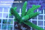 Acropora tumida - Enzmann grün
