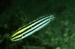 Meiacanthus grammistes - Zebra Schleimfisch